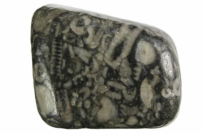 Tumbled Crinoidal Limestone Pieces - Fossil Crinoids - Photo 1